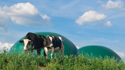 Científicos españoles descubren un nuevo orden de bacterias clave para mejorar la producción de biogás