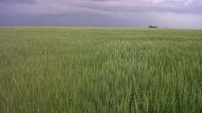 Un nuevo modo de acción para hacerle frente al ryegrass en trigo y cebada