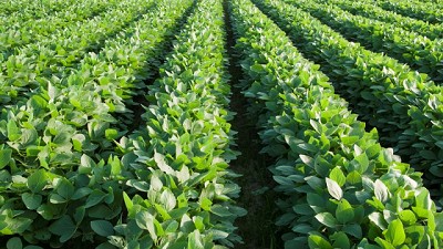 LDC y Koppert anuncian un acuerdo para la comercialización de insumos biológicos para el Agro