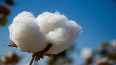 Algodón: lo nuevo en genética