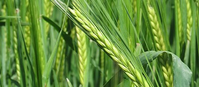 Como consecuencia de las heladas y sequía, cae la proyección de producción de trigo y el área de girasol