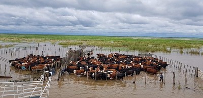 Más de 5 millones de cabezas afectadas por la crecida del Paraná