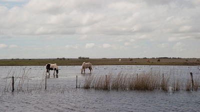 Cómo proteger el bienestar de los animales en zonas afectadas por precipitaciones
