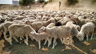 Bahillo se reunió con representantes de productores ovinos de la Patagonia