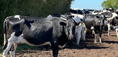 La Comisión de Lechería de CREA analizó la crisis de ingresos presente en el sector