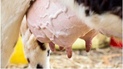 Nuevas tecnologías y criterios: ¿riesgo o desafío para prevenir la mastitis?