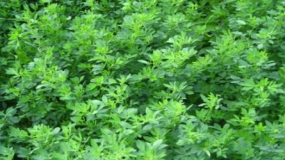 Superficie destinada al cultivo de alfalfa en la zona de influencia BCCBA