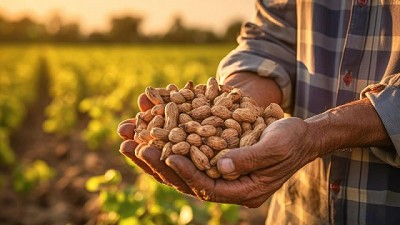 La Cámara del Maní solicita reconsiderar con urgencia la aplicación de DEX del 15% para las exportaciones