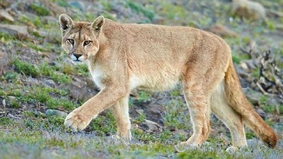 Zorros y pumas son la principal problemática de la producción rural en Santa Cruz