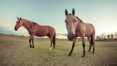Nuevo certificado obligatorio de vacunación equina