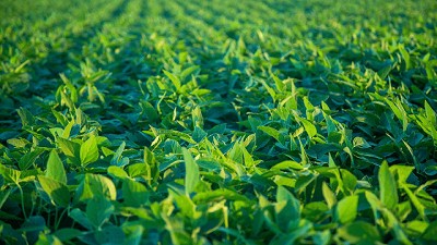 Panorama Agrícola Semanal de la Bolsa de Cereales
