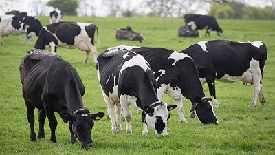 Dietas frías: una estrategia para disminuir el estrés por calor en vacas