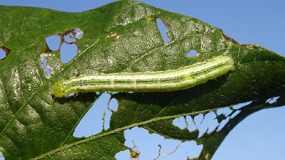 Bolillera en soja: una oruga, y varias caras