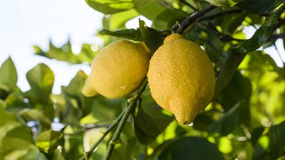 La crisis de sobreproducción del limón: 