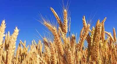 Posición de la C.I.M. respecto al aumento de Derechos de Exportación a la Harina de Trigo y al Pellets de afrechillo de trigo