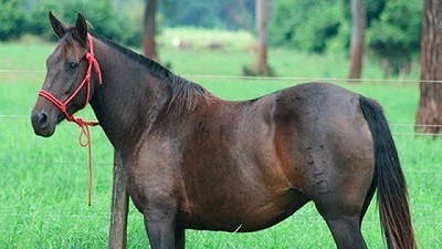 Encefalomielitis equinas: Se confirmó el primer brote en la provincia de Chubut