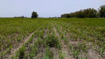 Veinticuatro especies de malezas ya resisten a los herbicidas en la Argentina