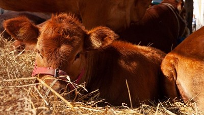 La Argentina vuelve a exportar embriones bovinos “in vivo” a la Unión Europea