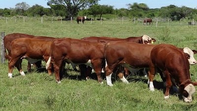 Utilización de taninos en la dieta de rumiantes