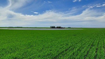 La campaña de fina comienza con el lanzamiento de Azugro® herbicida para control de ryegrass en trigo
