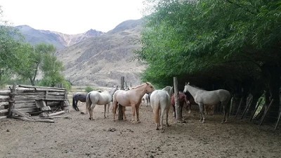 Encefalomielitis equina: 