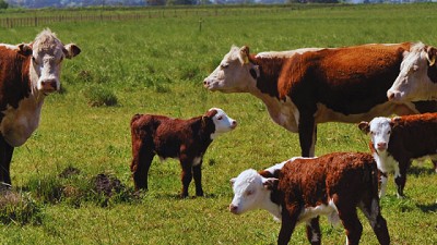 Alternativas para el control sustentable de garrapatas en bovinos