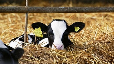 El arte de la guachera: el rol fundamental del recurso humano en el manejo de los terneros