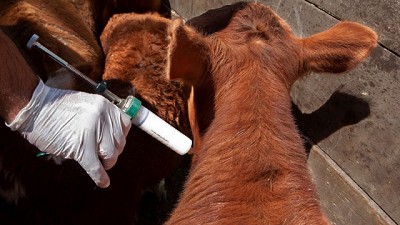Se simplifican y establecen nuevas condiciones para la producción de vacunas contra la fiebre aftosa