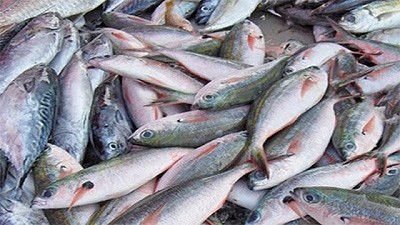 Producir peces en sistemas circulares es rentable y sostenible