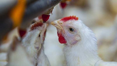 Entre Ríos: Fiscalización de granjas avícolas para fortalecer la sanidad y el bienestar animal
