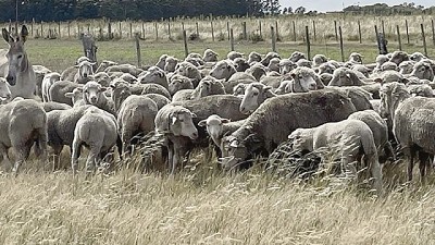 Caen las exportaciones del rubro ovino