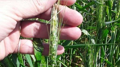 Subió el precio del trigo y la intención de área sube un 5% ¿puede subir más?