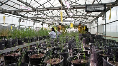 Nueva variedad de trigo obtenida con la tecnología doble haploide