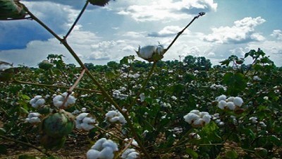 Fechas límite para la destrucción de rastrojos en la zona algodonera argentina