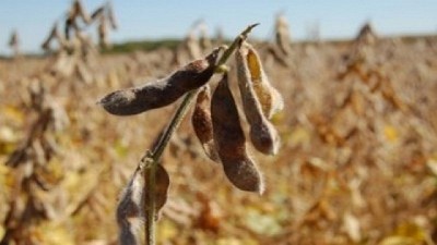El real brasileño patea en contra de los precios de la soja, por Manuel Alvarado Ledesma - Agrosiio