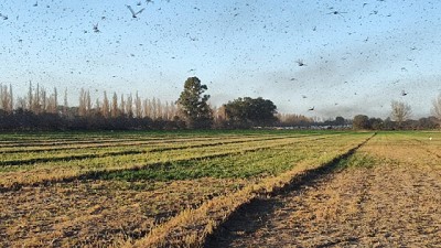 Langostas: Se controlaron más de 900 focos en los primeros cinco meses del año