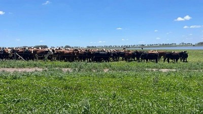 Estabilidad en el precio de los fertilizantes