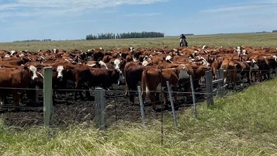 Con mercado más calmo, los precios siguen firmes