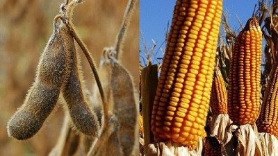 Análisis alcista y bajista del maíz por Esteban Moscariello