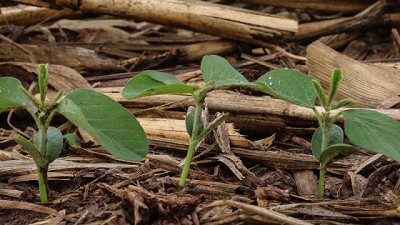 Huella de Carbono en cultivos extensivos: ¿Dónde están los principales focos de emisiones?