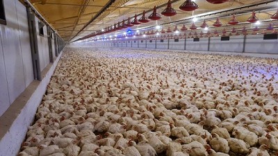 La exportaciones de pollo se recuperan en 2024