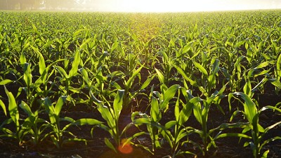 Promueven la agricultura regenerativa circular como otra forma de ver los sistemas agropecuarios
