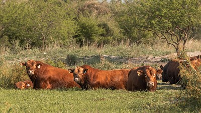 En Corrientes, los Limangus rinden, se adaptan y crece la demanda