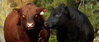 Científicos argentinos avanzan en el desarrollo de vacunas antirrábicas de tercera generación