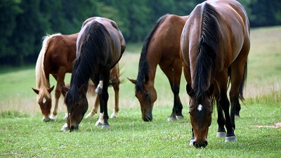 Encefalomielitis equina: Claves de manejo y bienestar animal en presencia de signos clínicos