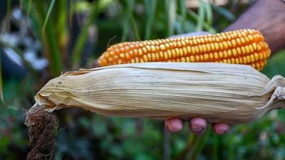 Declaración de MAIZALL sobre el fallo del T-MEC sobre el decreto mexicano