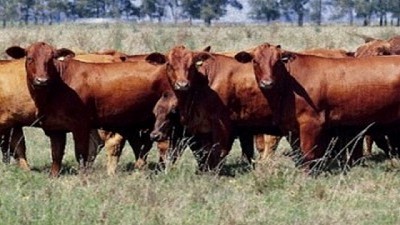 Claves para proteger a los bovinos del estrés por calor en verano