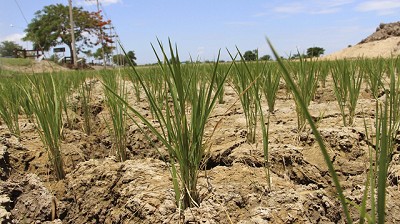 ¿Cómo impactan el calor y las altas temperaturas en los cultivos?