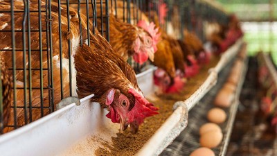 Argentina bate récords en producción y consumo de huevos durante 2024