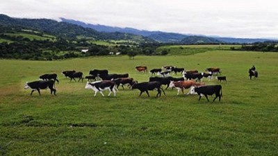 Manejo inteligente de Pasturas